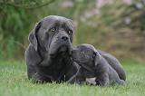 CANE CORSO 1324